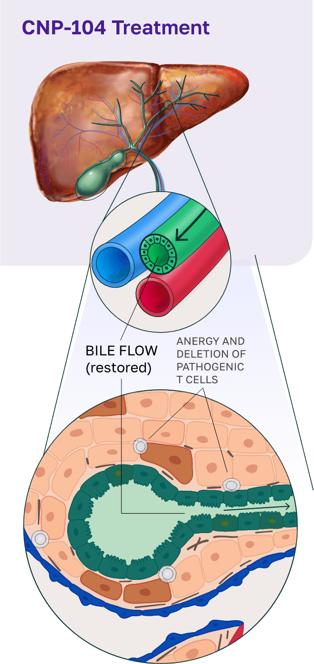 CNP104 Graphic