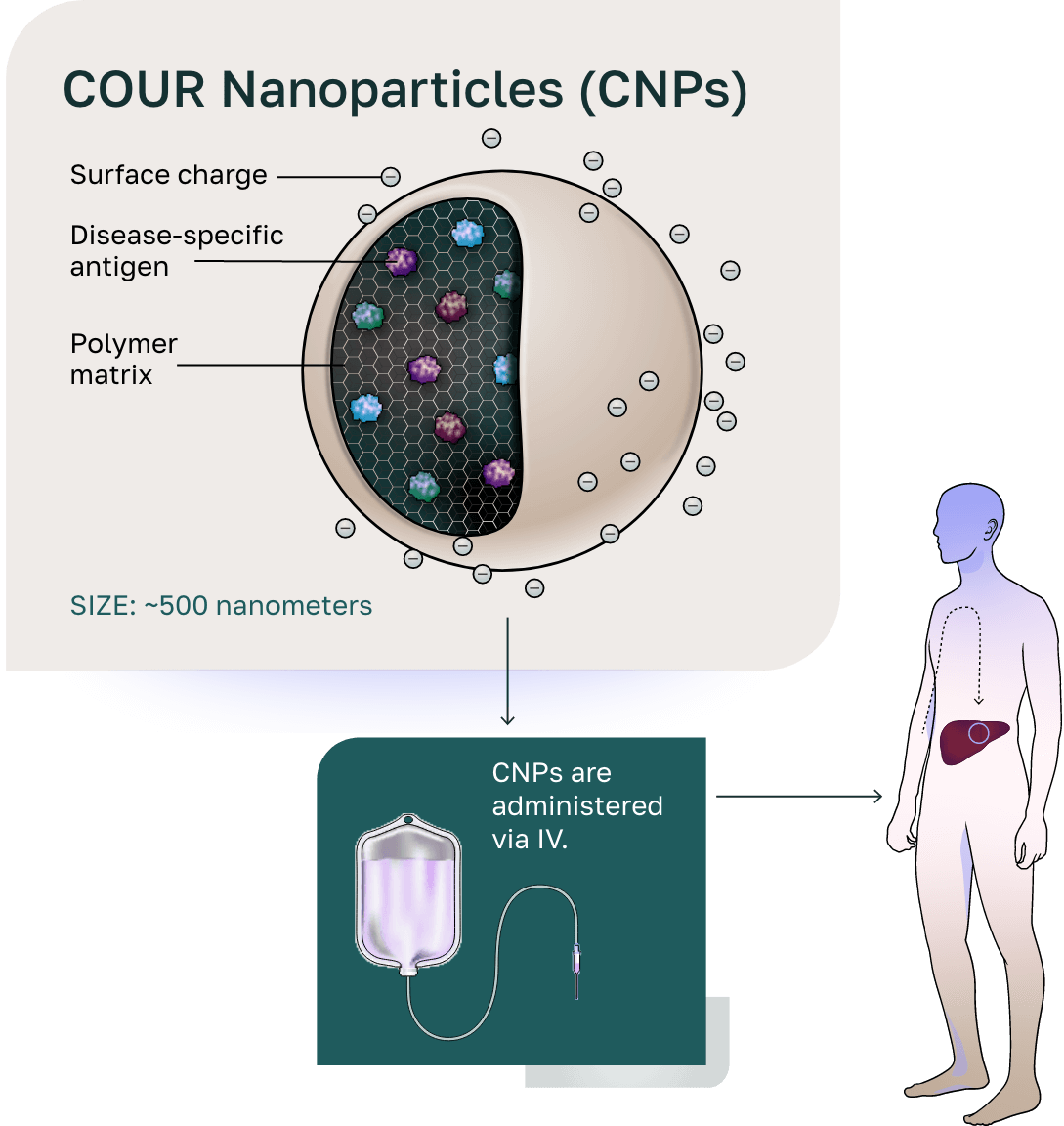 COUR Nanoparticles