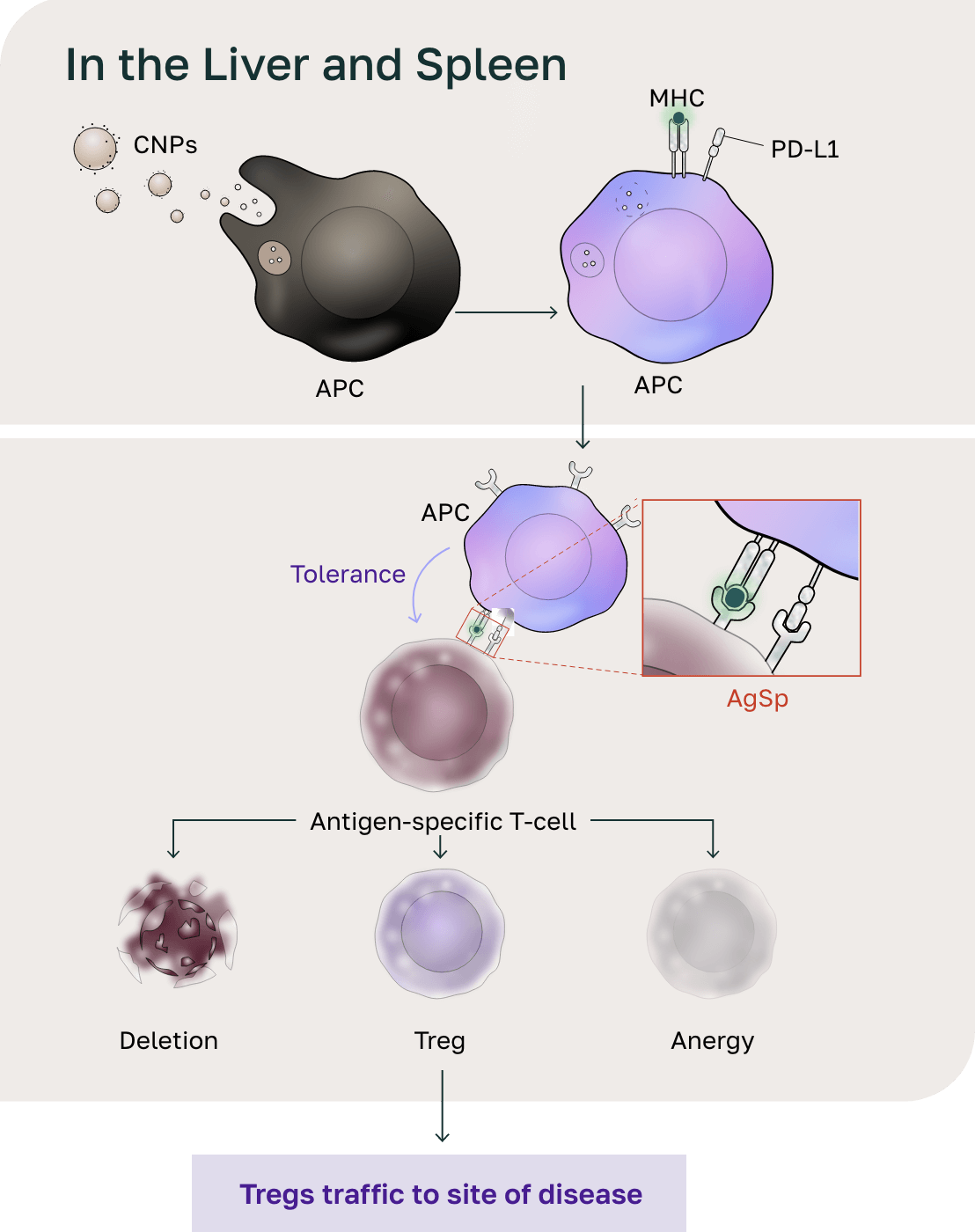 Distribution in the liver and spleen